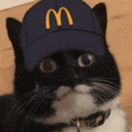 Katzenn