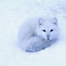Dysfox