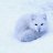 Dysfox