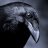 Raven7